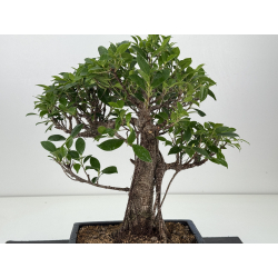 Ficus retusa I-8197 vista 2
