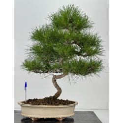 Pinus thunbergii -pino negro japonés- I-8199