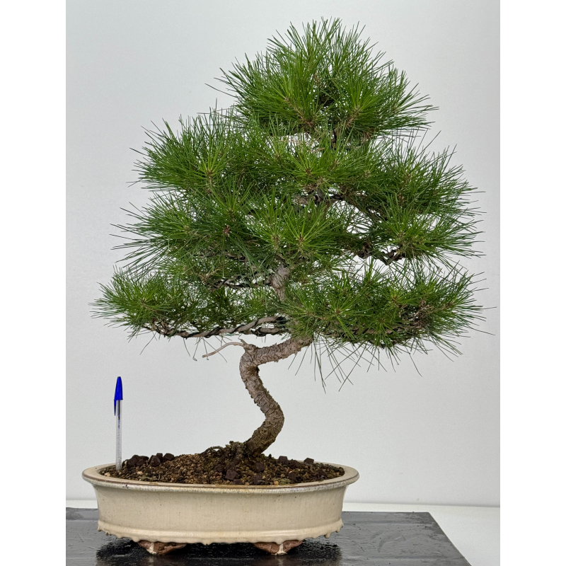 Pinus thunbergii -pino negro japonés- I-8199
