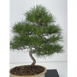 Pinus thunbergii -pino negro japonés- I-8199 vista 2