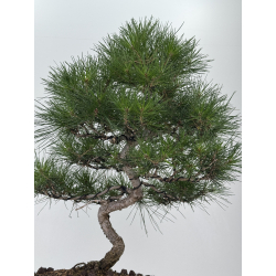 Pinus thunbergii -pino negro japonés- I-8199 vista 3