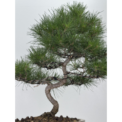 Pinus thunbergii -pino negro japonés- I-8199 vista 4