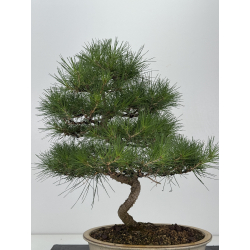 Pinus thunbergii -pino negro japonés- I-8199 vista 5