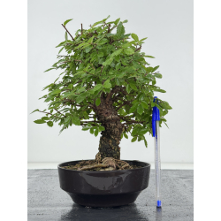 Zelkova nire I-8200