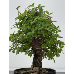Zelkova nire I-8200 vista 2