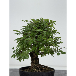 Zelkova nire I-8200 vista 3