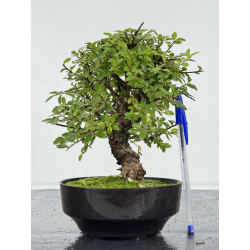 Zelkova nire I-8201