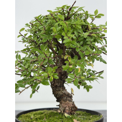 Zelkova nire I-8201 vista 2
