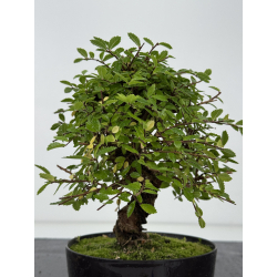 Zelkova nire I-8201 vista 3