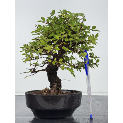 Zelkova nire I-8202