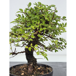 Zelkova nire I-8202 vista 2