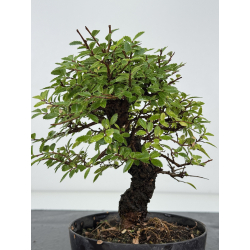 Zelkova nire I-8202 vista 3
