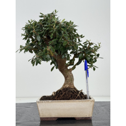 Olea europaea sylvestris -olivo acebuche- I-8203
