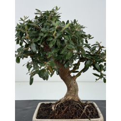 Olea europaea sylvestris -olivo acebuche- I-8203 vista 2