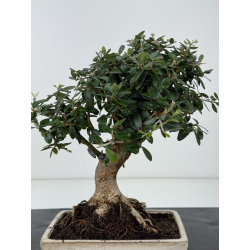 Olea europaea sylvestris -olivo acebuche- I-8203 vista 3