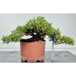 Juniperus procumbens nana -sonare-  I-8204