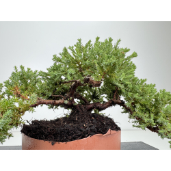 Juniperus procumbens nana -sonare-  I-8204 vista 2