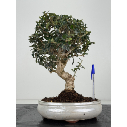Olea europaea sylvestris -olivo acebuche- I-8208