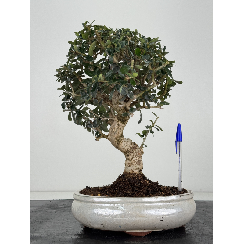 Olea europaea sylvestris -olivo acebuche- I-8208