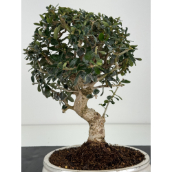 Olea europaea sylvestris -olivo acebuche- I-8208 vista 2