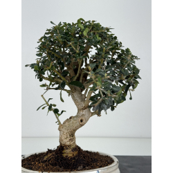 Olea europaea sylvestris -olivo acebuche- I-8208 vista 3