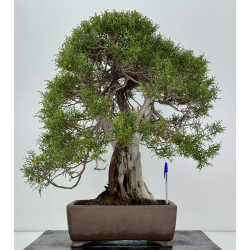 Juniperus phoenicea -sabina negral- I-8206