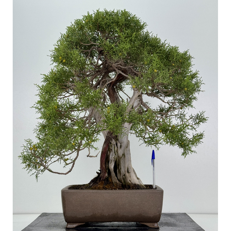Juniperus phoenicea -sabina negral- I-8206