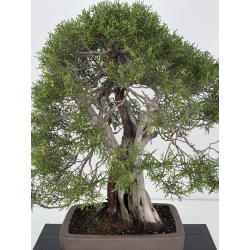 Juniperus phoenicea I-8206 view 2
