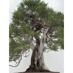 Juniperus phoenicea -sabina negral- I-8206 vista 3