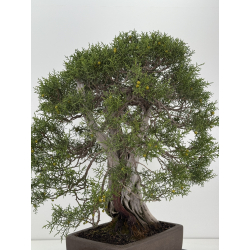 Juniperus phoenicea I-8206 view 4