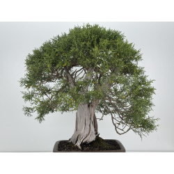 Juniperus phoenicea I-8206 view 5