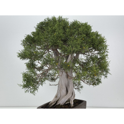 Juniperus phoenicea I-8206 view 6