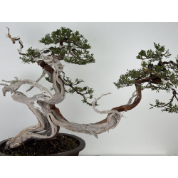 Juniperus sabina A01369 view 2