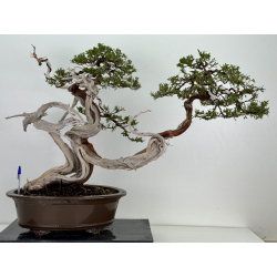 Juniperus sabina -sabina rastrera- A01369