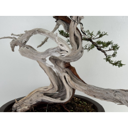 Juniperus sabina -sabina rastrera- A01369 vista 3