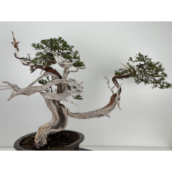 Juniperus sabina A01369 view 4