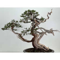 Juniperus sabina A01369 view 5