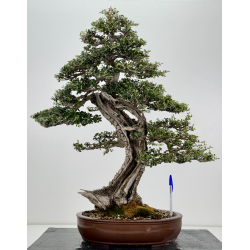 Olea europaea sylvestris -olivo acebuche- I-8207
