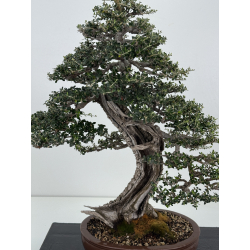 Olea europaea sylvestris -olivo acebuche- I-8207 vista 2