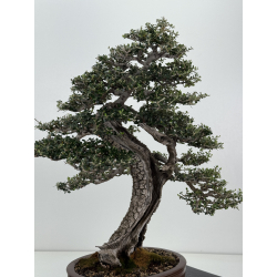 Olea europaea sylvestris -olivo acebuche- I-8207 vista 3