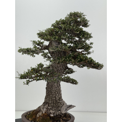 Olea europaea sylvestris -olivo acebuche- I-8207 vista 4