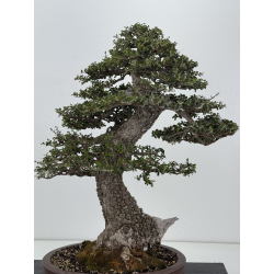 Olea europaea sylvestris -olivo acebuche- I-8207 vista 5