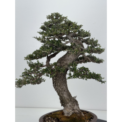 Olea europaea sylvestris -olivo acebuche- I-8207 vista 6