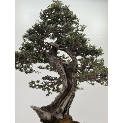 Olea europaea sylvestris -olivo acebuche- I-8207 vista 7