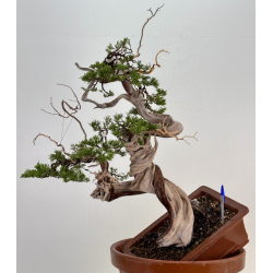 Juniperus sabina -sabina rastrera- A01368