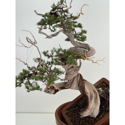 Juniperus sabina A01368 view 2
