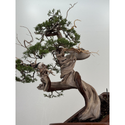 Juniperus sabina A01368 view 3