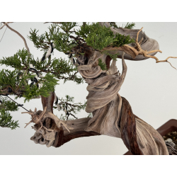 Juniperus sabina A01368 view 4