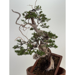 Juniperus sabina A01368 view 5