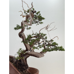 Juniperus sabina A01368 view 6
